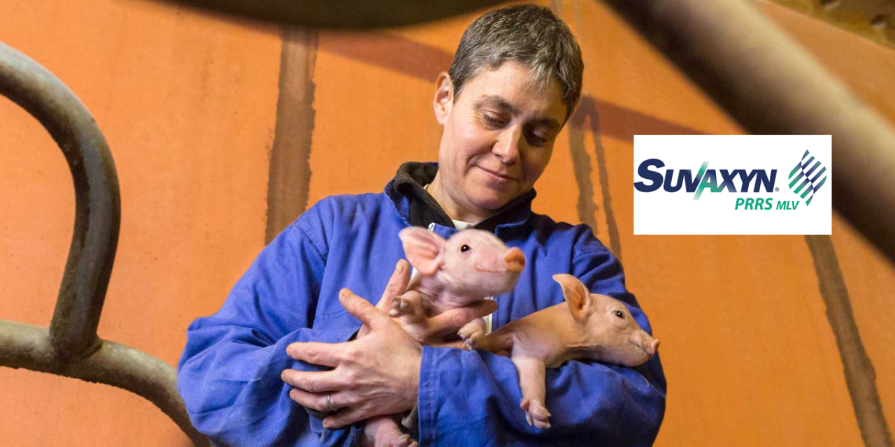 En tan solo 7 meses, más de 1,2 millones de cerdos protegidos frente al PRRS  gracias a Suvaxyn® PRRS MLV