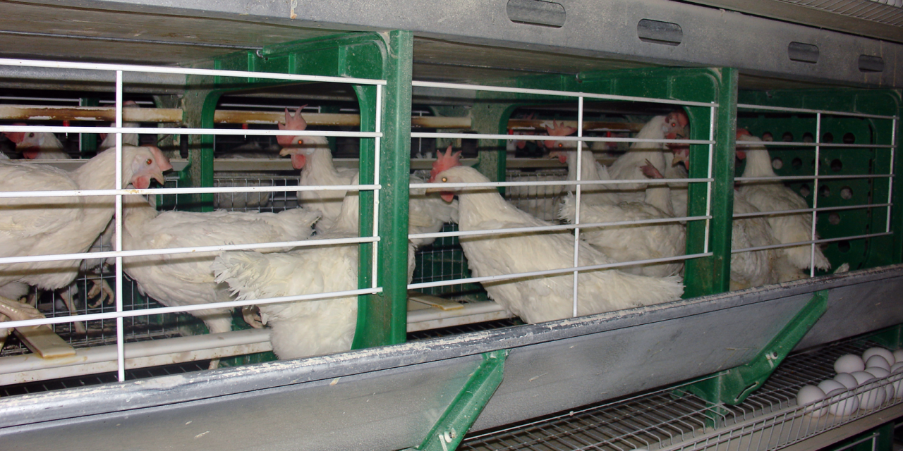 Un “Lobby vegano” empuja a la distribución a retirar huevos de gallinas en jaula