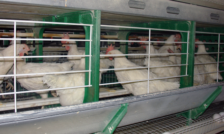Un “Lobby vegano” empuja a la distribución a retirar huevos de gallinas en jaula