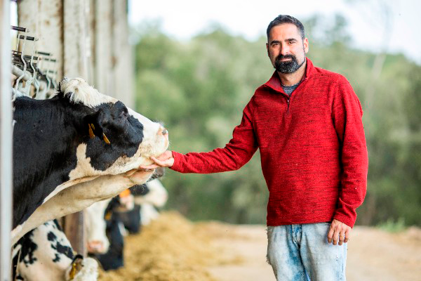 El IRTA colabora con DANONE en el bienestar de las vacas lecheras