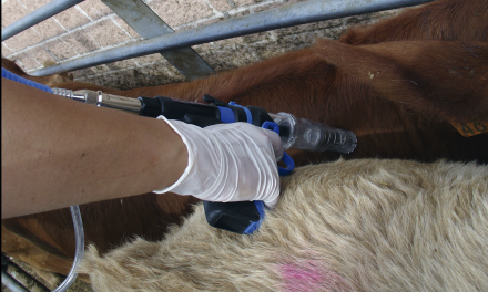 Uso de antimicrobianos y resistencias en ganadería: ¿Cuál es el camino a seguir?