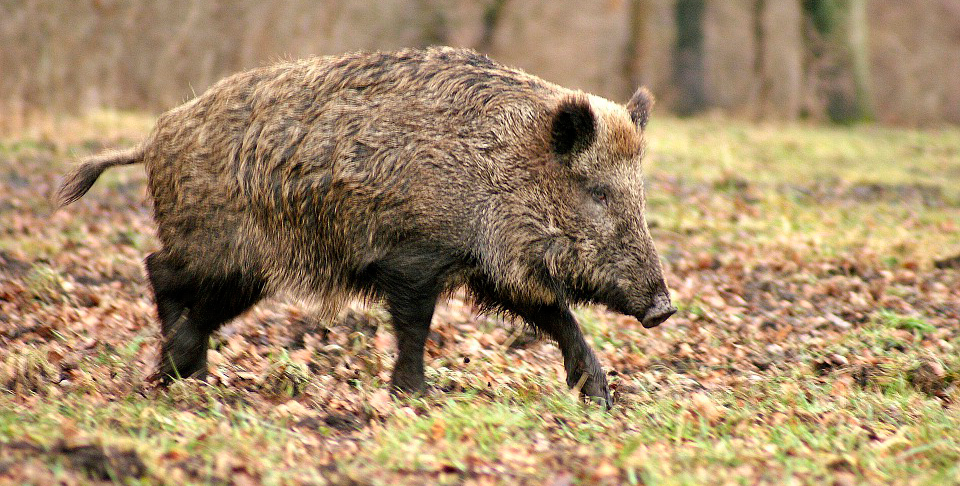 Unión de Uniones ve un "gran riesgo" traer jabalíes de áreas próximas a países con peste porcina africana