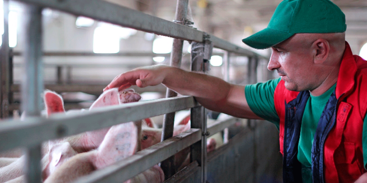 MSD Animal Health patrocina el Máster en Sanidad y Producción Porcina