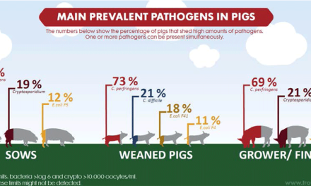 Prevalencia de patógenos en la producción de cerdos y cómo los antibióticos pueden reducirse de manera segura: Trouw Nutrition presenta investigación en IPVS
