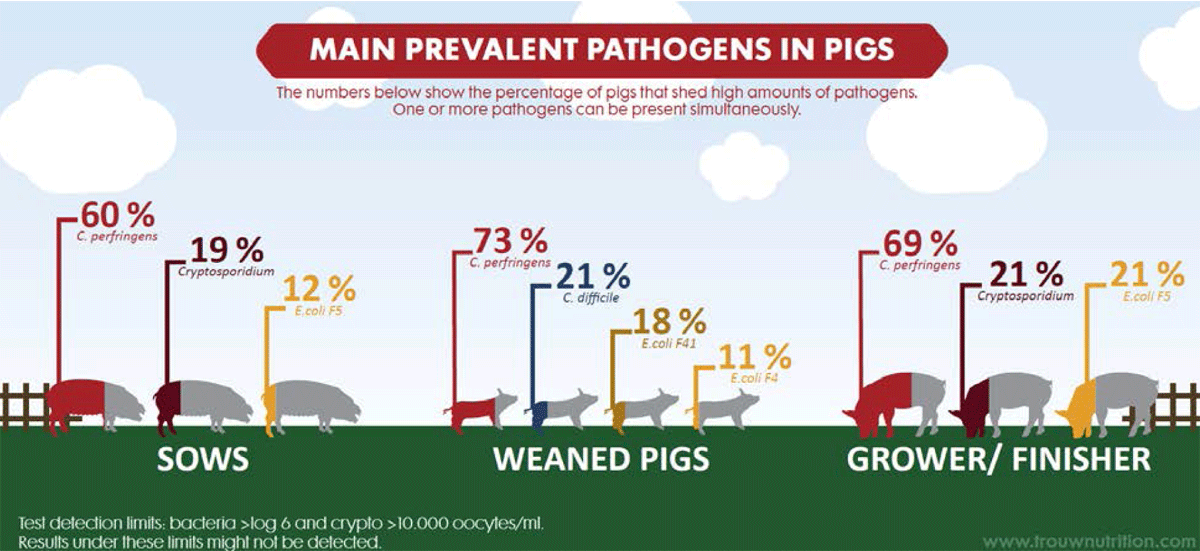 Prevalencia de patógenos en la producción de cerdos y cómo los antibióticos pueden reducirse de manera segura: Trouw Nutrition presenta investigación en IPVS