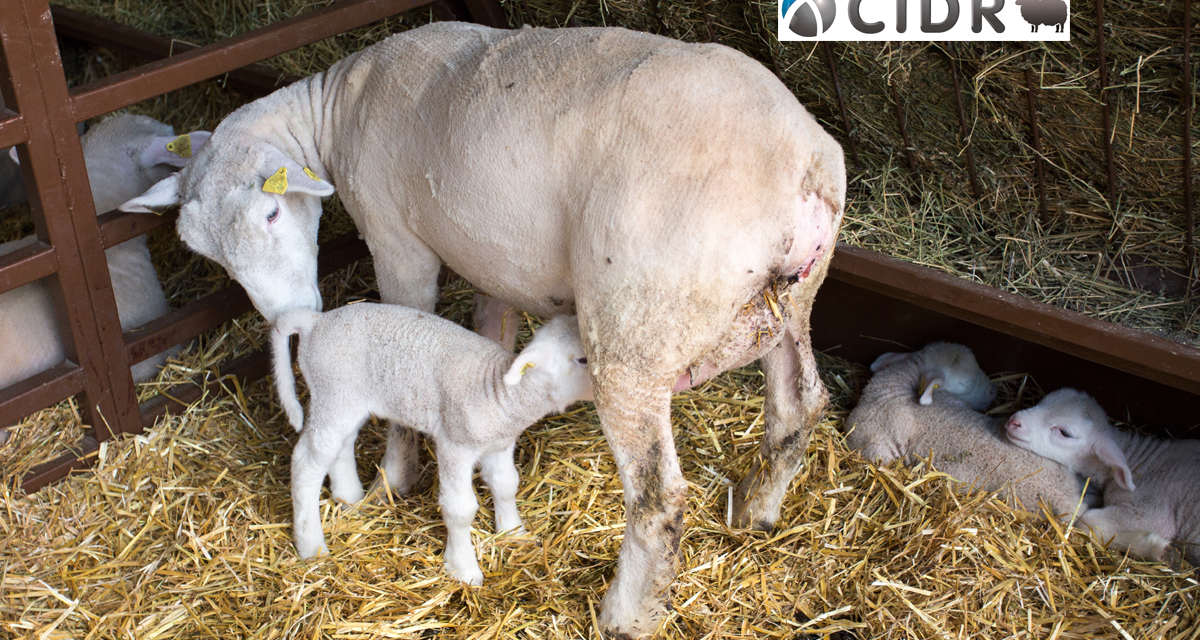 Zoetis lanza CIDR® Ovis para mejorar la fertilidad del rebaño ovino
