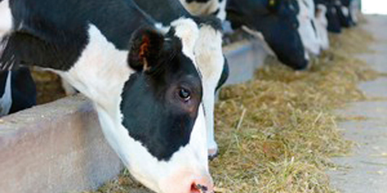 Los productores lecheros holandeses, posibles pioneros de la lucha contra las emisiones de nitrógeno
