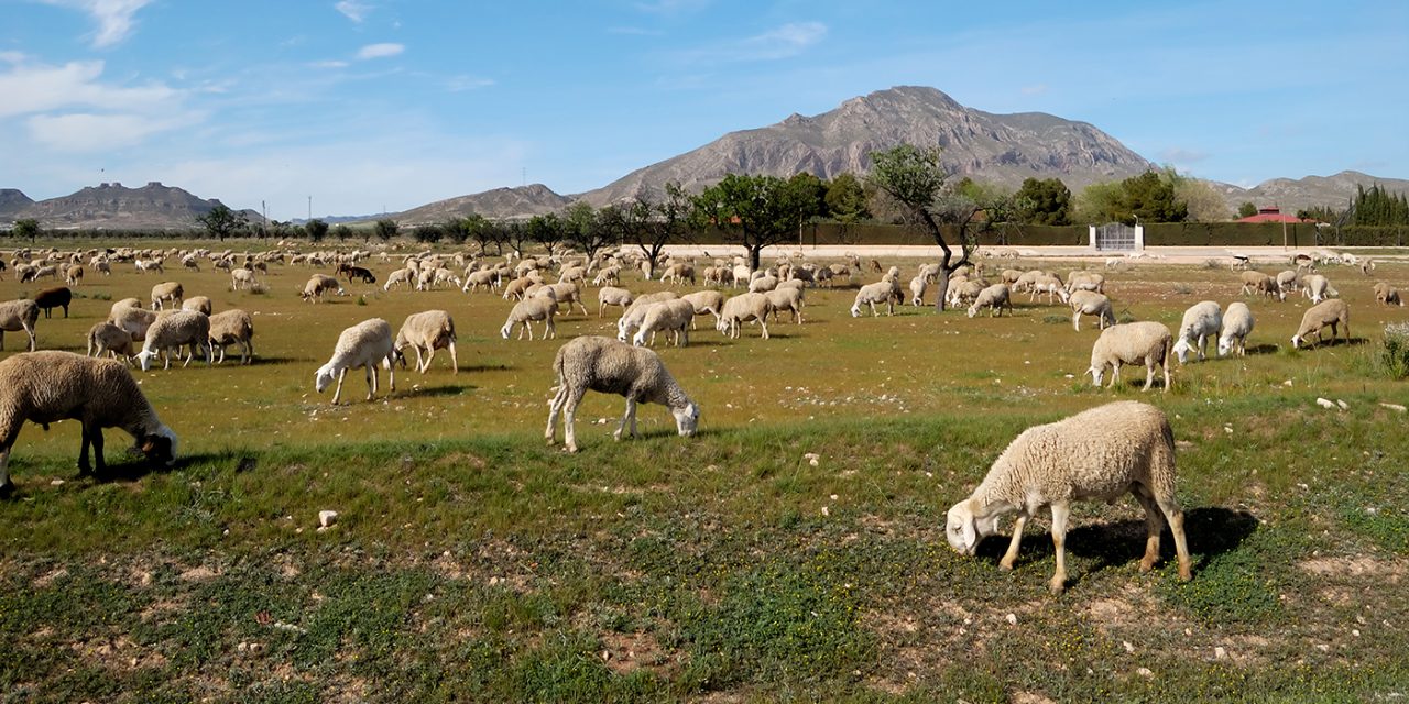 El comercio de corderos repunta más de un 15% por la Fiesta del Sacrificio