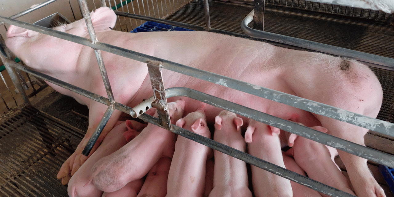 Evaluación de protocolos de estabilización del PRRS en 23 granjas francesas de ciclo cerrado en una zona de alta densidad porcina