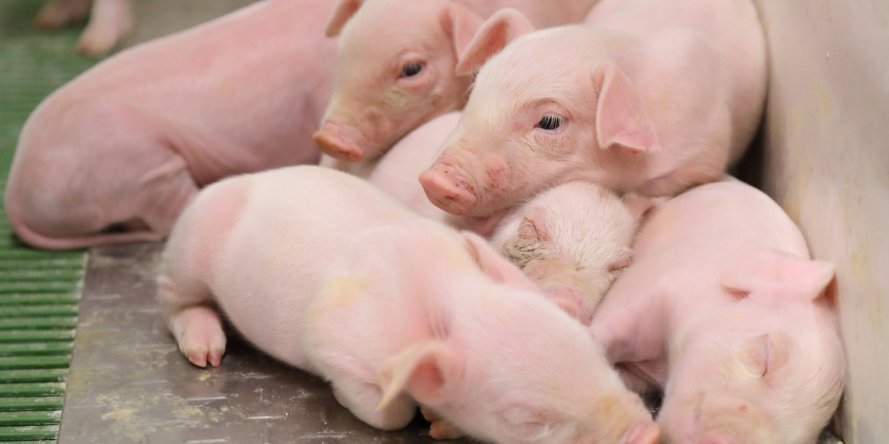 Cambios en el mercado global de porcino: España debe poner en valor sus estrategias sostenibles de producción