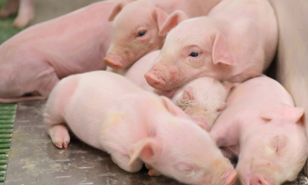 Cambios en el mercado global de porcino: España debe poner en valor sus estrategias sostenibles de producción