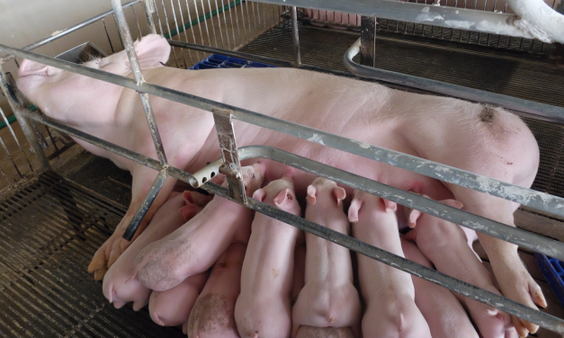 MSD Animal Health lanza el canal de podcast en reproducción porcina "ReproPodcast"