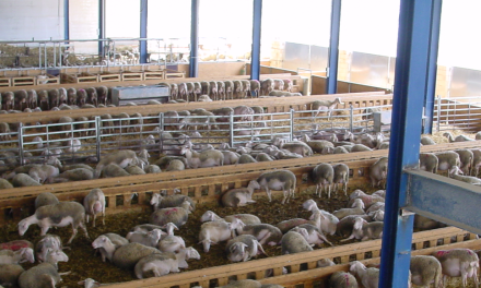 SEOC destaca que el PRAN del ovino-caprino reducirá en 3 años un 60% los antibióticos y resituará al sector en la vanguardia