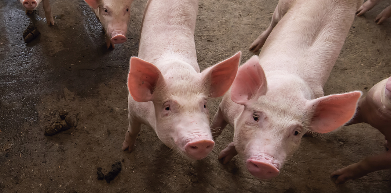 Empleo de suplementos posbióticos (Ingubal®) para la reducción del uso de antibióticos y mejora de parámetros de salud en porcino