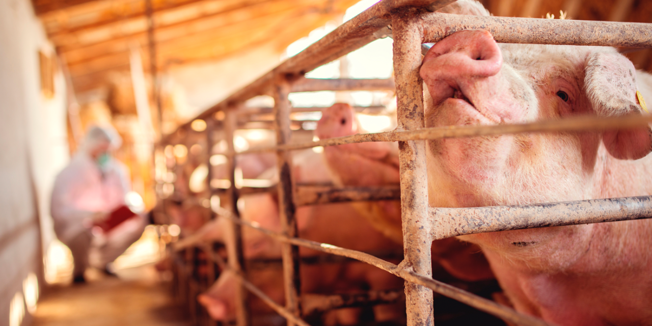 China quiere producir el 95 % del cerdo que consume en un plazo de 10 años