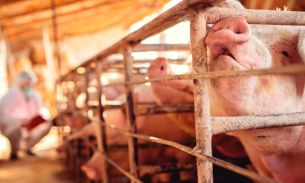 MSD Animal Health impulsa una jornada de necropsias porcinas en Salamanca