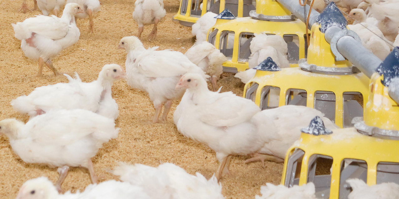 El ministro valora el trabajo de España para quedar libre de gripe aviar H5N1