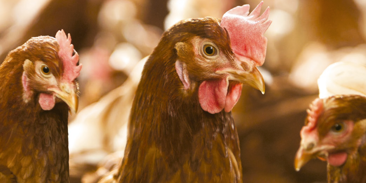 El sector avícola puede perder más de 300 millones por carestía de insumos