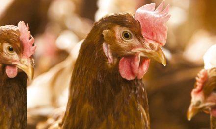 El sector avícola puede perder más de 300 millones por carestía de insumos