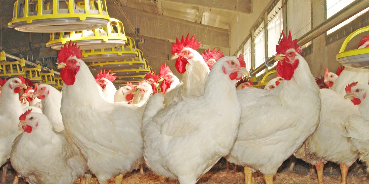 Andalucía notifica otro foco de gripe aviar en aves de corral de Huelva