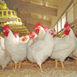 Europa registra 788 brotes de gripe aviar en un verano «sin precedentes»