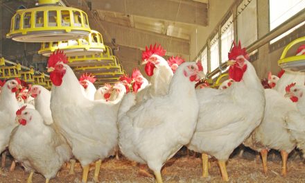 Europa registra 788 brotes de gripe aviar en un verano «sin precedentes»