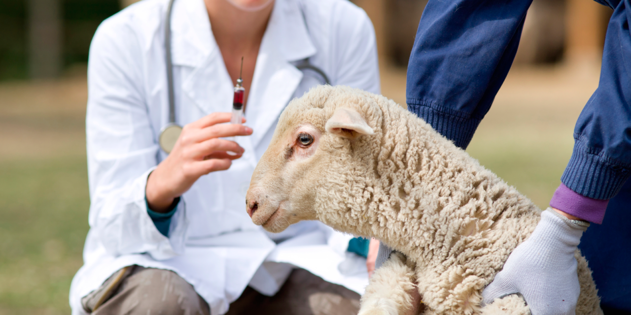 MSD Animal Health y la FVE otorgan 36 becas a estudiantes de Veterinaria de toda Europa