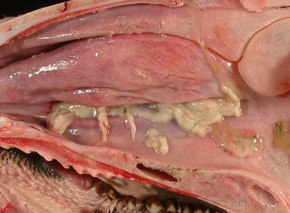 Fig. 1: Rinitis muco-purulenta.
