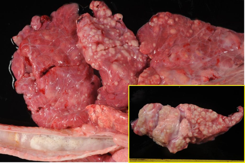 Fig. 16: Neumonía asociada a Mycoplasma bovis. Focos múltiples de pus en la zona de neumonía.
