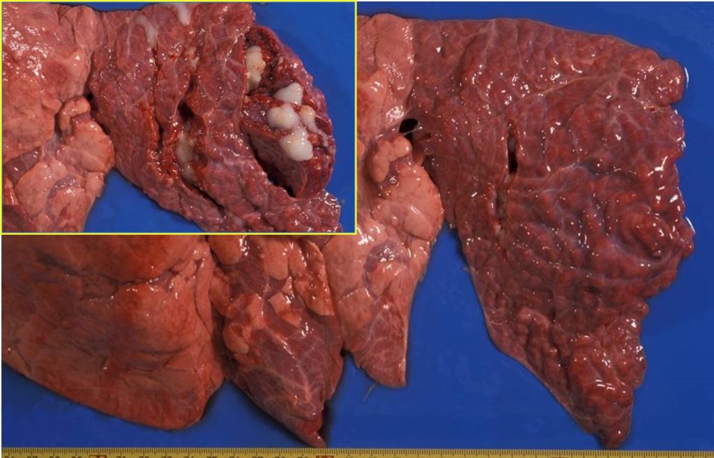 Fig. 8: Bronconeumonía catarral-purulenta crónica, asociada a Pasteurella multocida. Abundante contenido mucoso y bronquiectasia (recuadro).