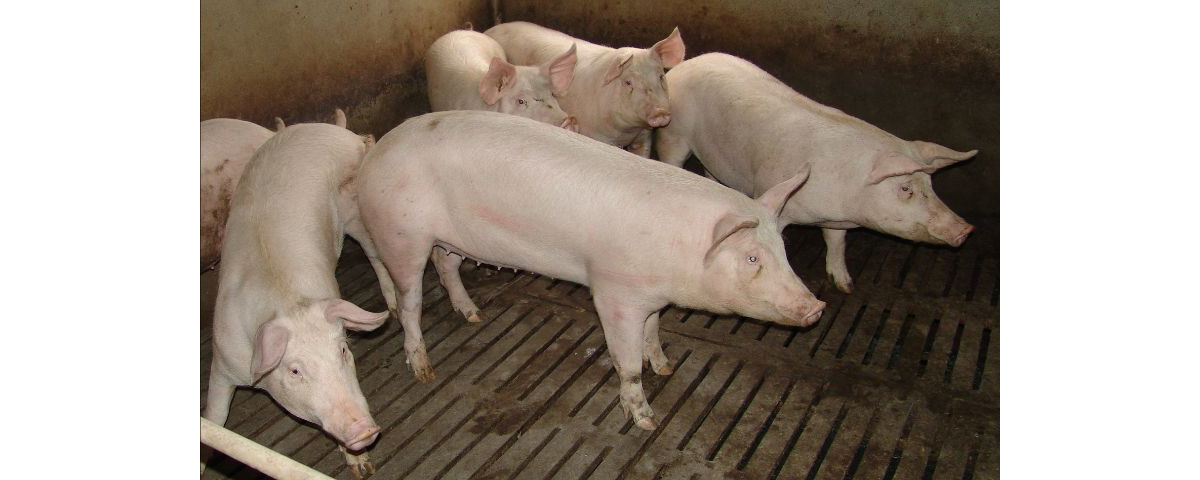 ¿Afectan las interacciones entre compañeros de corral al resultado productivo en cerdos?