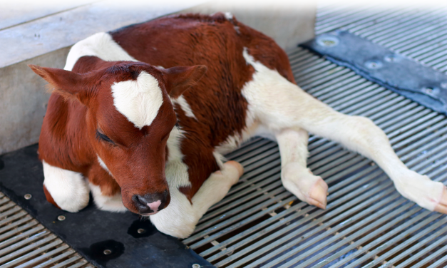 La evidencia detrás de la pérdida de producción en ganado de cría