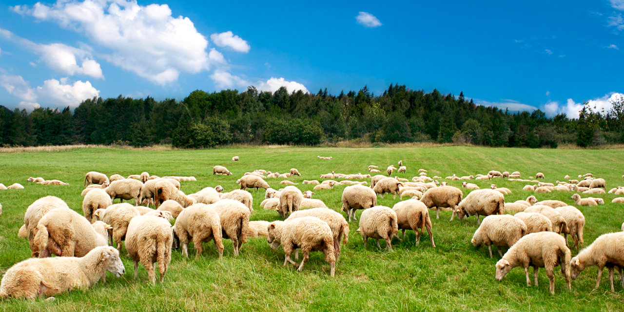 Sevilla acogerá el 10º International Sheep Veterinary Congress (ISVC) 