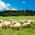 Sevilla acogerá el 10º International Sheep Veterinary Congress (ISVC) 
