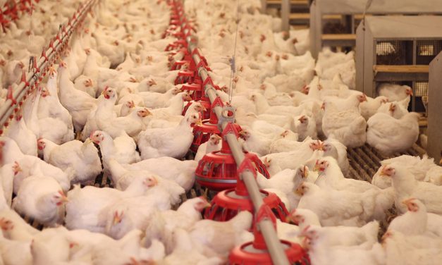 La tecnología Algoclay de Olmix reduce la acumulación de fumonisina en los tejidos del pollo