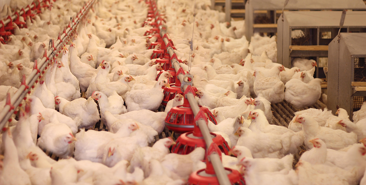 La tecnología Algoclay de Olmix reduce la acumulación de fumonisina en los tejidos del pollo