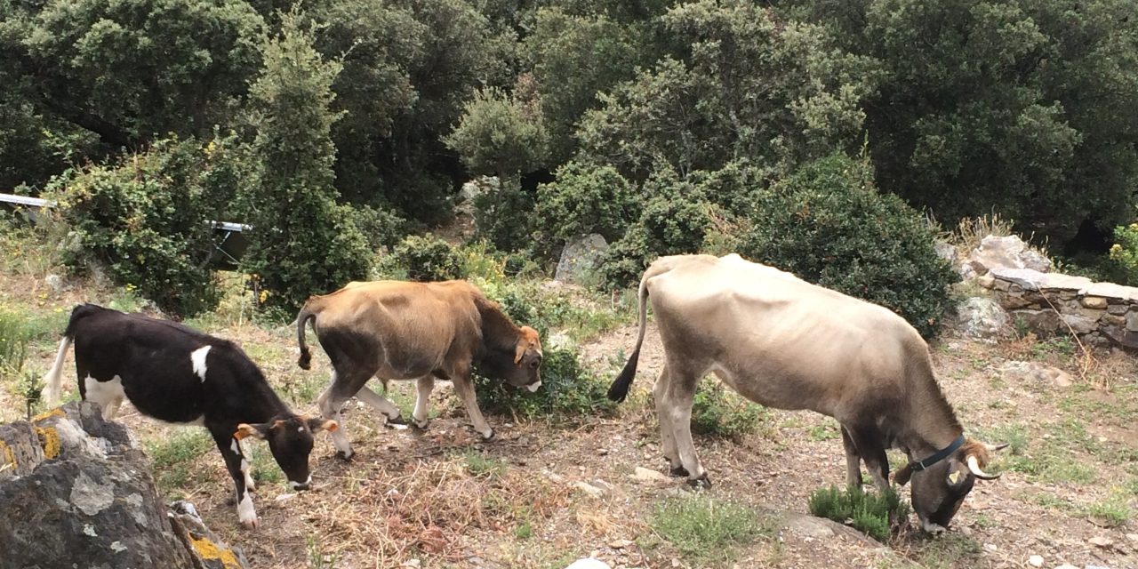 La vaca de la Albera, una raza en peligro de extinción con potencial gastronómico