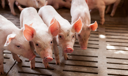 Paradigm change with the end of Zinc Oxide in feed for piglets