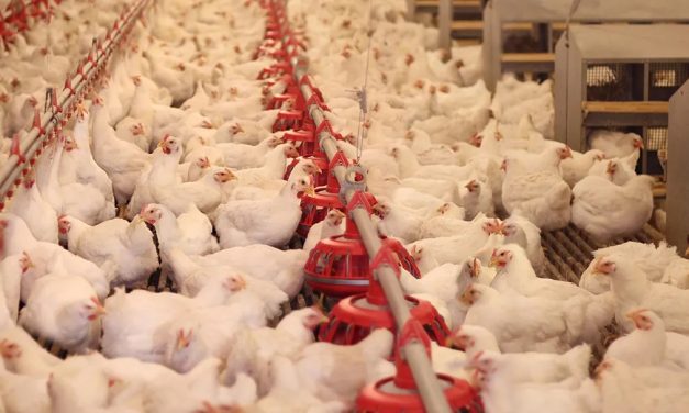 En un sólo mes, más de 10 millones de aves sacrificadas, en el mundo a causa de la gripe aviar