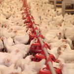 Los productores de carne de pollo apelan a un precio justo ante la subida de costes de producción
