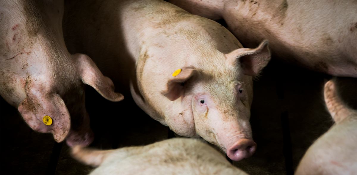 La Asociación Catalana de Criadores de Ganado Porcino Selecto y el IRTA inician un proyecto para mejorar la sostenibilidad medioambiental y económica de la producción porcina