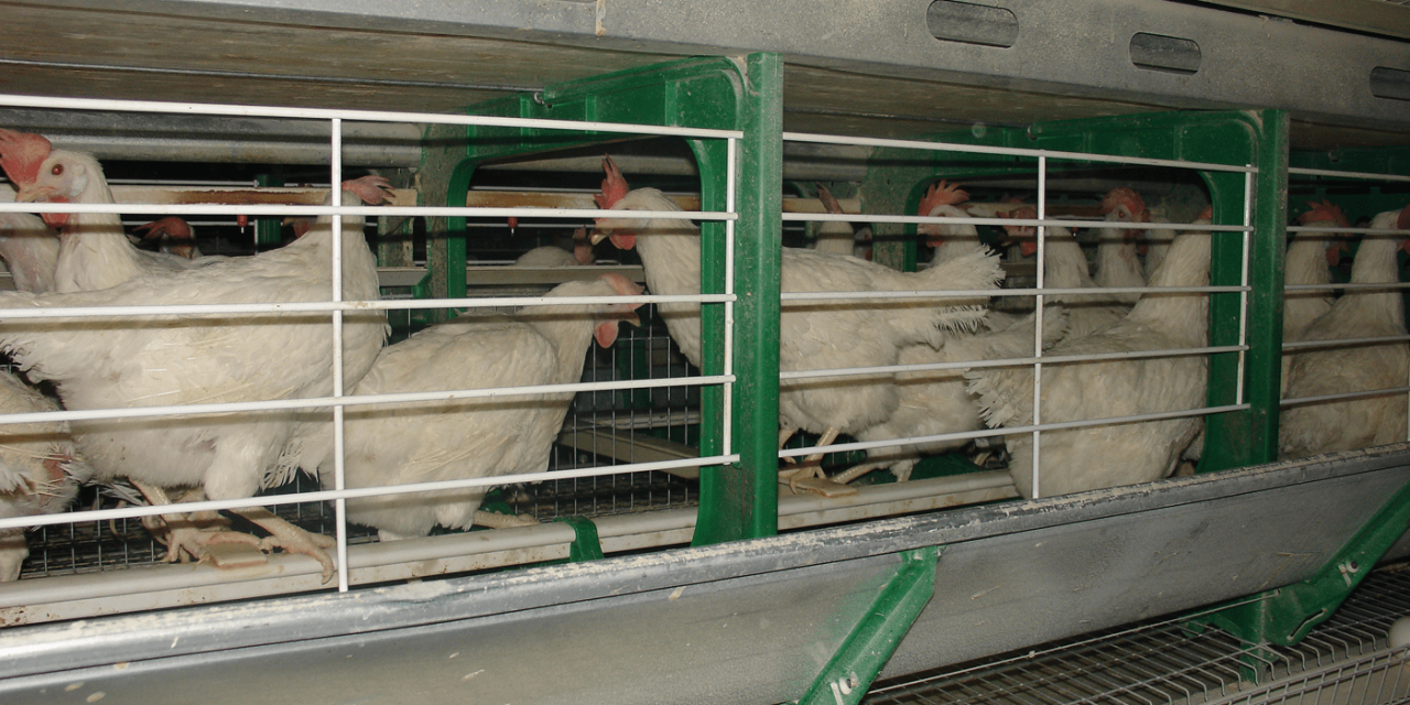 Trouw Nutrition España desarrolla una calibración NIR que permite realizar la determinación del tamaño de partícula en pienso de gallinas en un minuto
